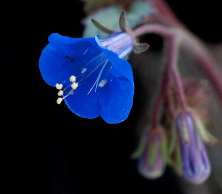 Canterberry Bells, Phacelia Campanularia 1376.jpg - Copyright 2010 DonJacobson